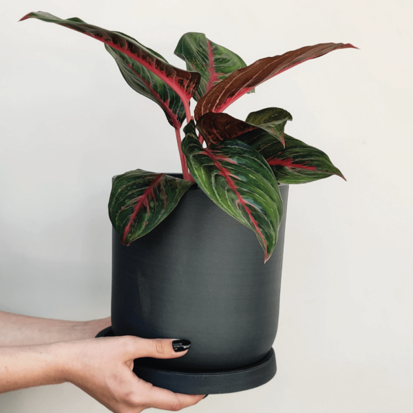 Luxe 20cm negra + aglaonema