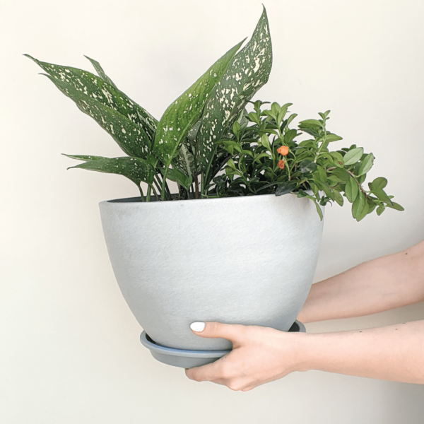 Maceta Ronde gris con Aglaonema