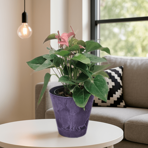 Maceta Claire - Image 4
