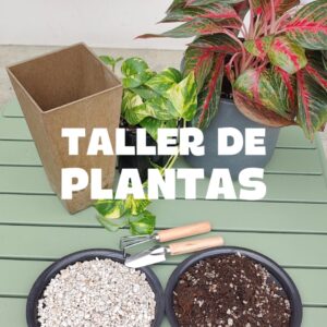 Taller de Plantas: Cuidados e Interiorismo – Presencial en Cuenca
