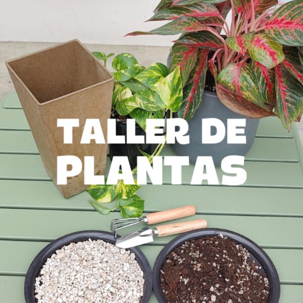 Taller de Plantas: Cuidados e Interiorismo – Presencial en Cuenca
