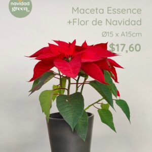 Essence ONI 15 + Flor de Navidad