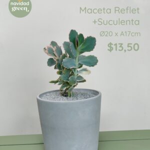 Reflet GRI 20x17+ Suculenta
