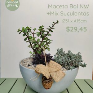 Bowl BLA 31x15 + suculentas