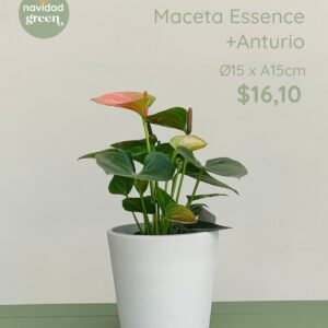 Essence BLA 15 + Anturio