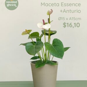 Essence TAU 15 + Anturio