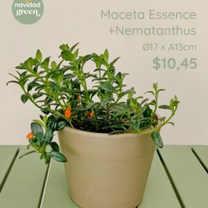 Essence TAU 17x13 + nematanthus