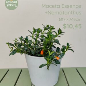 Essence BLA 17x13 + nematanthus