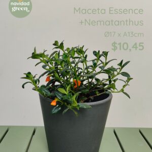 Essence NEG 17x13 + nematanthus