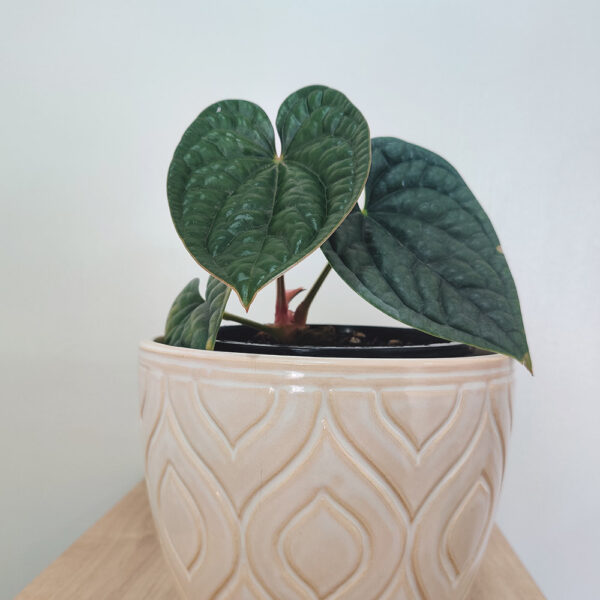 Comprar-Anthurium-Luxurian-P-Zira