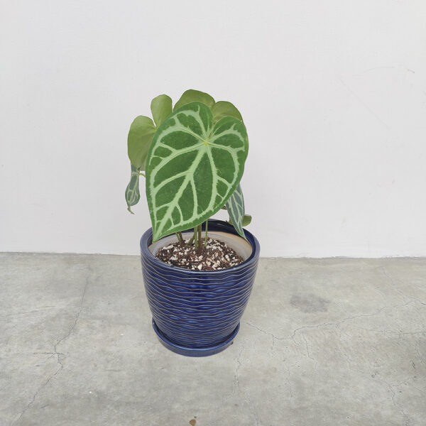 Comprar-Anthurium Magnificum-Silver-Zira