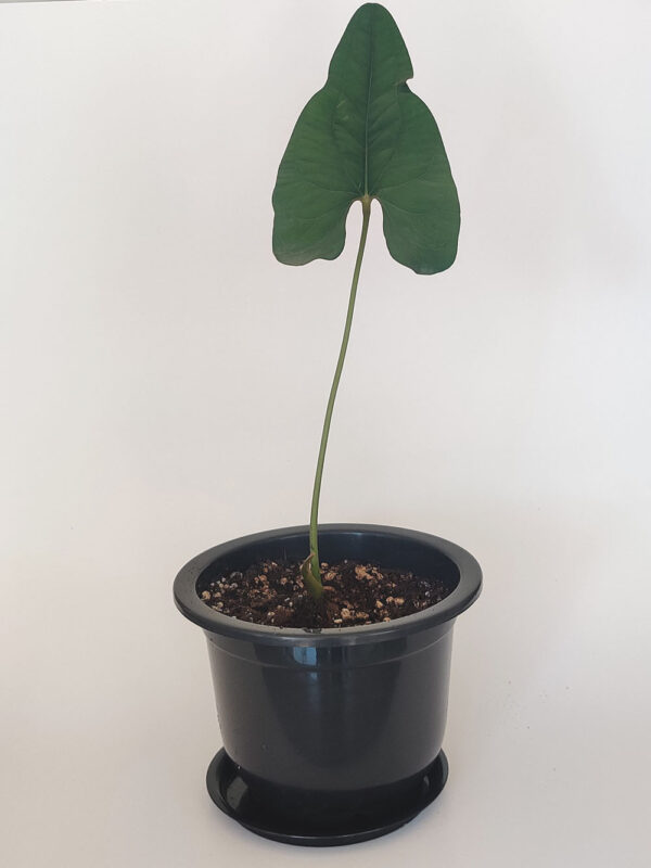Comprar-Anthurium-Sp-Zumba-Zira