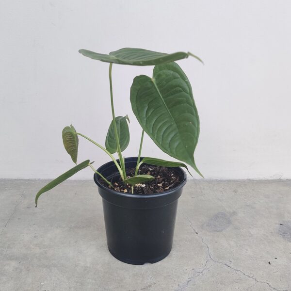 Comprar-Anthurium-Veitchii-P-Zira