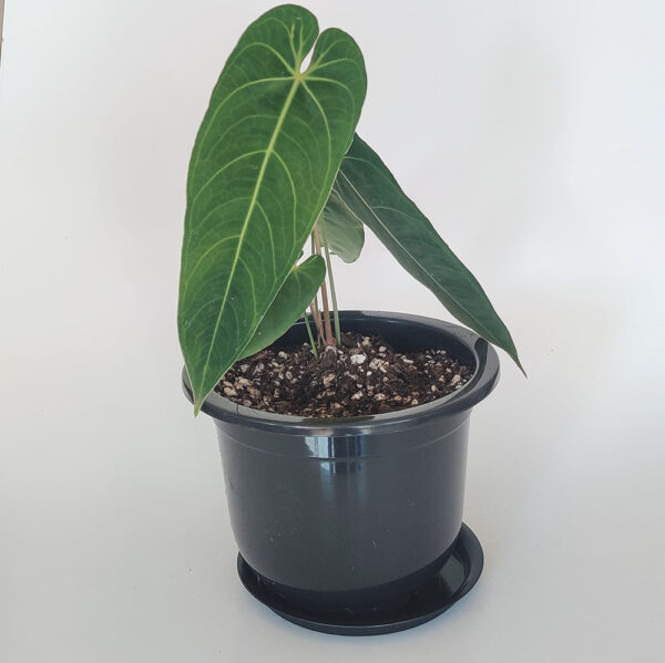Comprar-Antorium-Warocqueanum-Esmeraldense-Zira