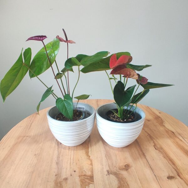 Comprar-Anturio Rojo-Zira