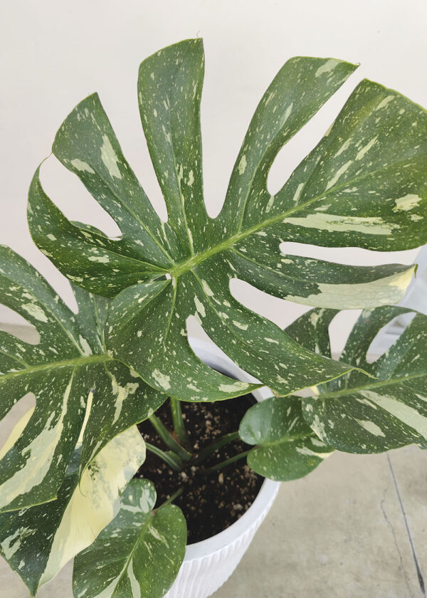 Comprar-Monstera-Thai-Constellation-M-Zira