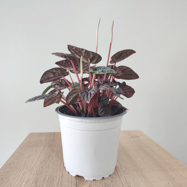 Comprar-Peperomia-Red-Luna-Zira