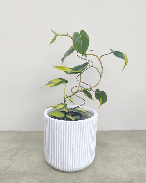 Comprar-Philodendron-Brasil-Zira