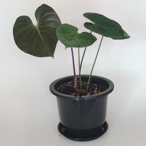 Comprar-Philodendron-Lynamii-Zira