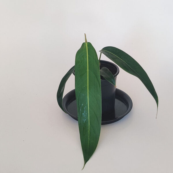 Comprar-Philodendron-Patriciae-Zira