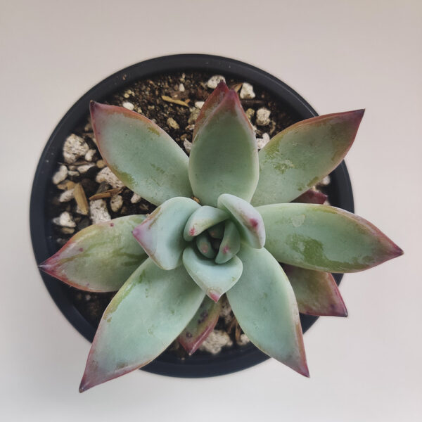 Comprar-Suculenta-Echeveria-Agavoides-Lipstick-Rosa-Zira