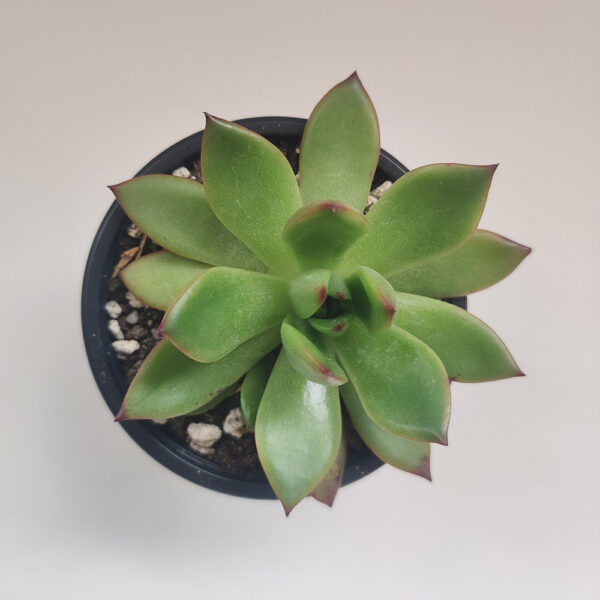 Comprar-Suculenta-Echeveria-Agavoides-Lipstick-Zira