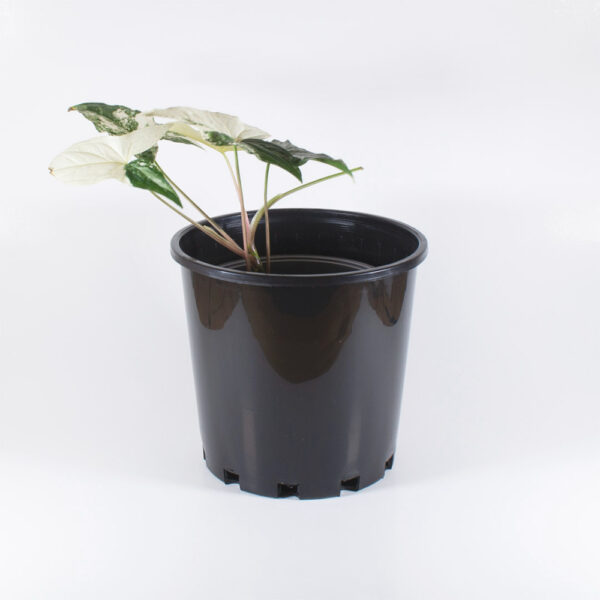 Comprar-Syngonium-Podophyllum-Albo-Variegada-Zira