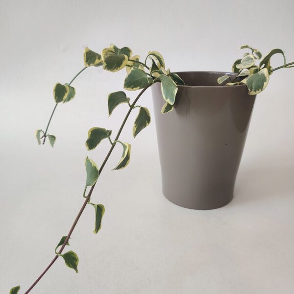 Comprar-Vinca-Major-Zira