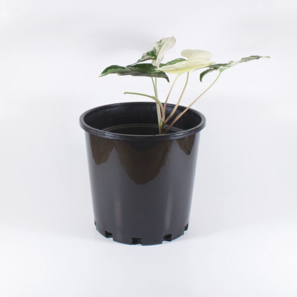Syngonium Podophyllum Albo Variegada - Image 2