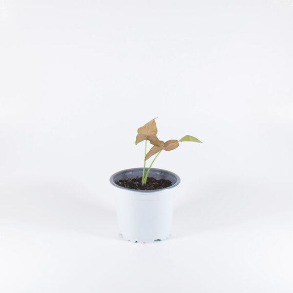 Syngonium podophyllum rosa - Image 2
