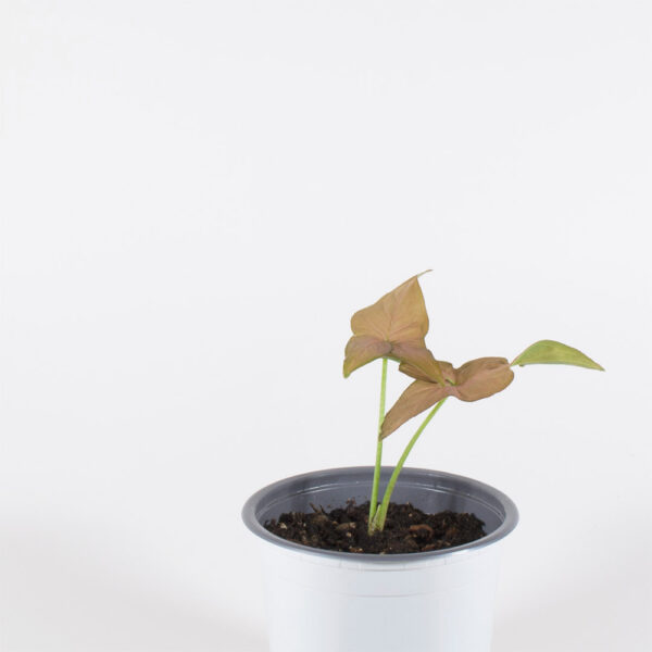 Syngonium podophyllum rosa - Image 3