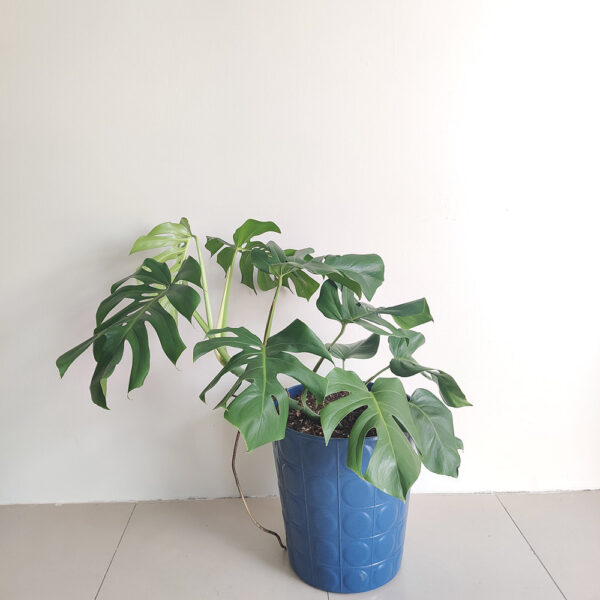 Monstera deliciosa