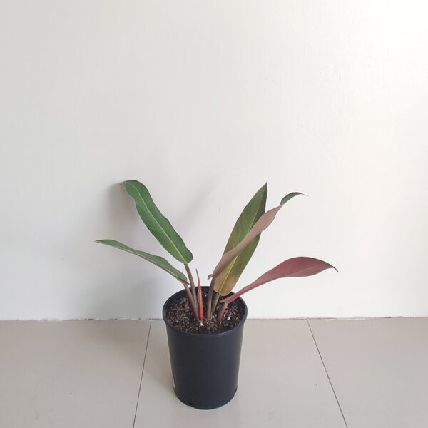 Philodendrion Ficus bicolor M
