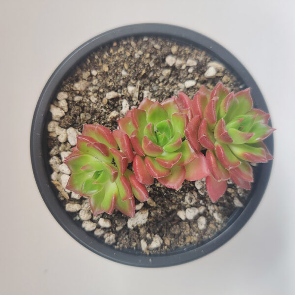 Suculenta Sedeveria Letizia