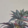 Begonia ala de ángel