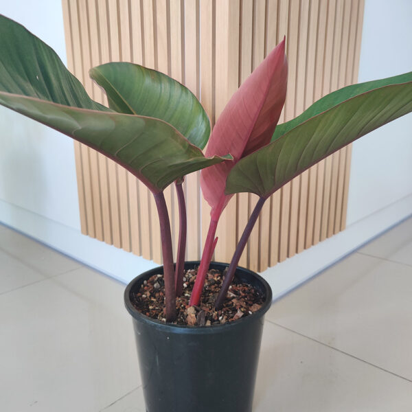 Congo Rojo