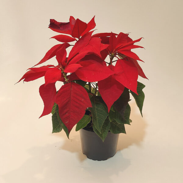 Flor de Navidad (Poinsetias)
