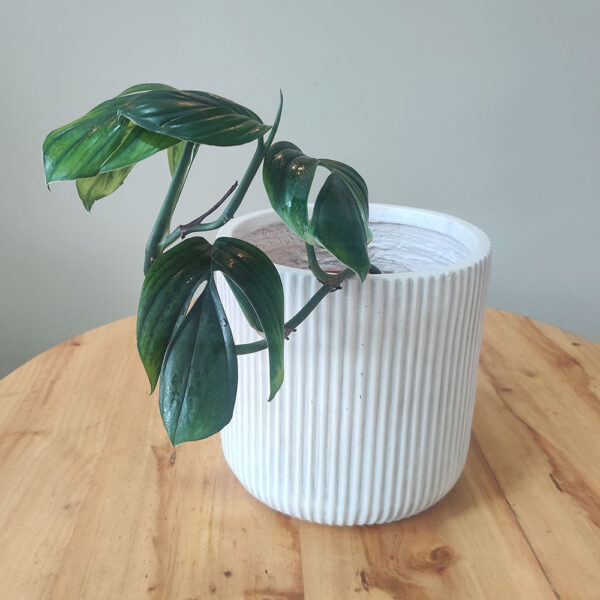 Monstera cola de dragón