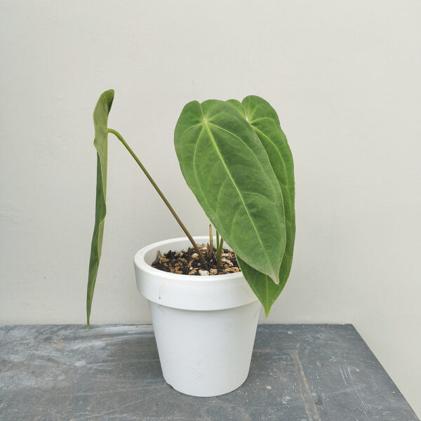 Anthurium Metallicum