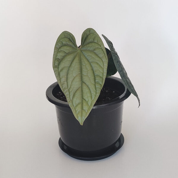 Anthurium Debilis P