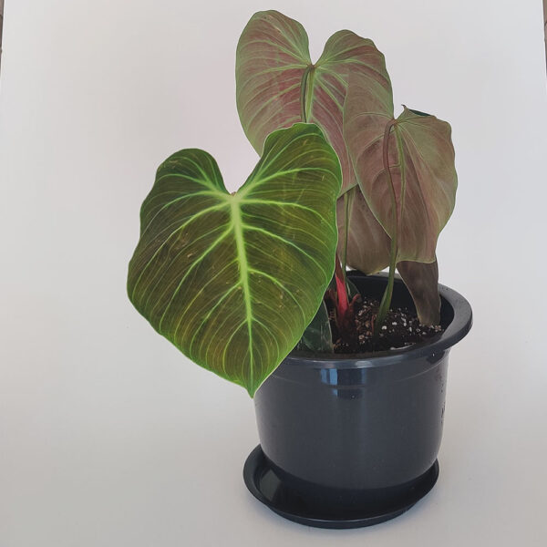 Philodendron choco red