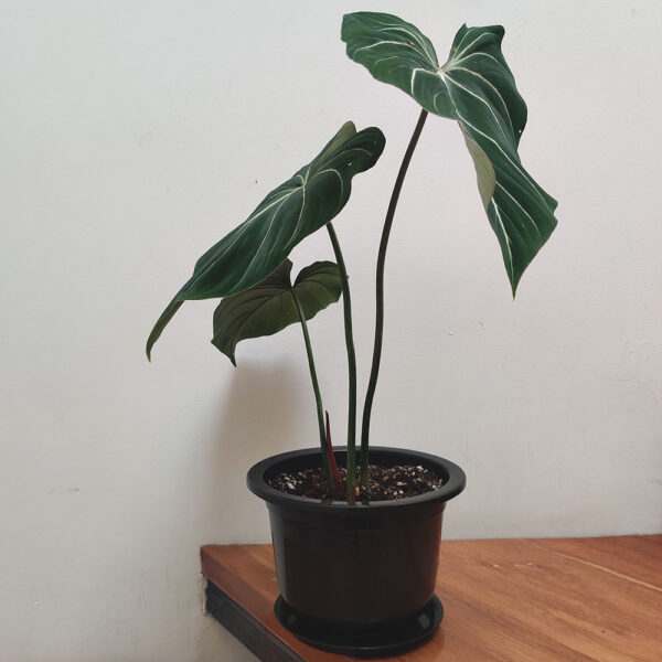 Philodendron gloriosum zebra