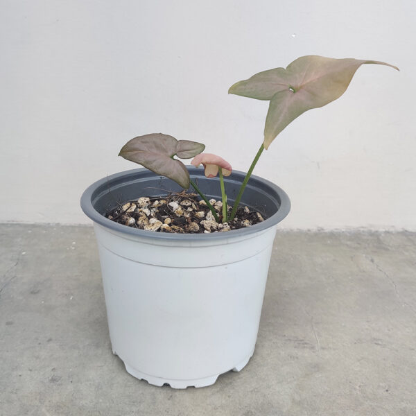 Syngonium podophyllum rosa P