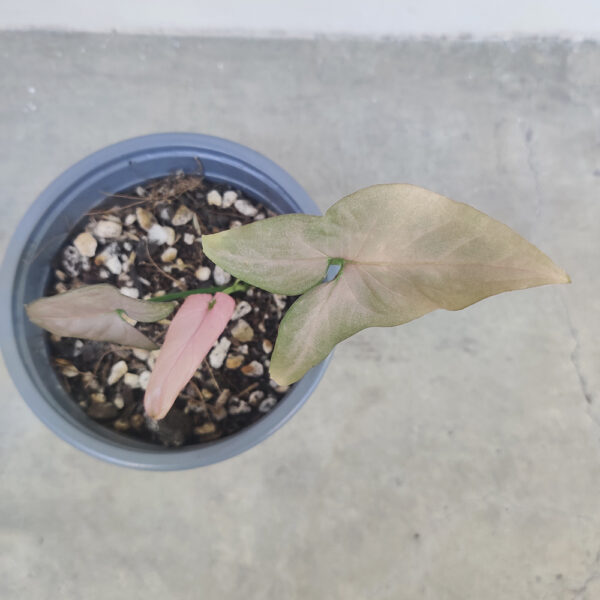 Syngonium podophyllum rosa P - Image 2