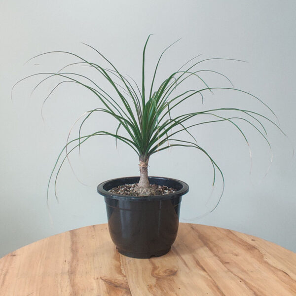 Palmera pony P
