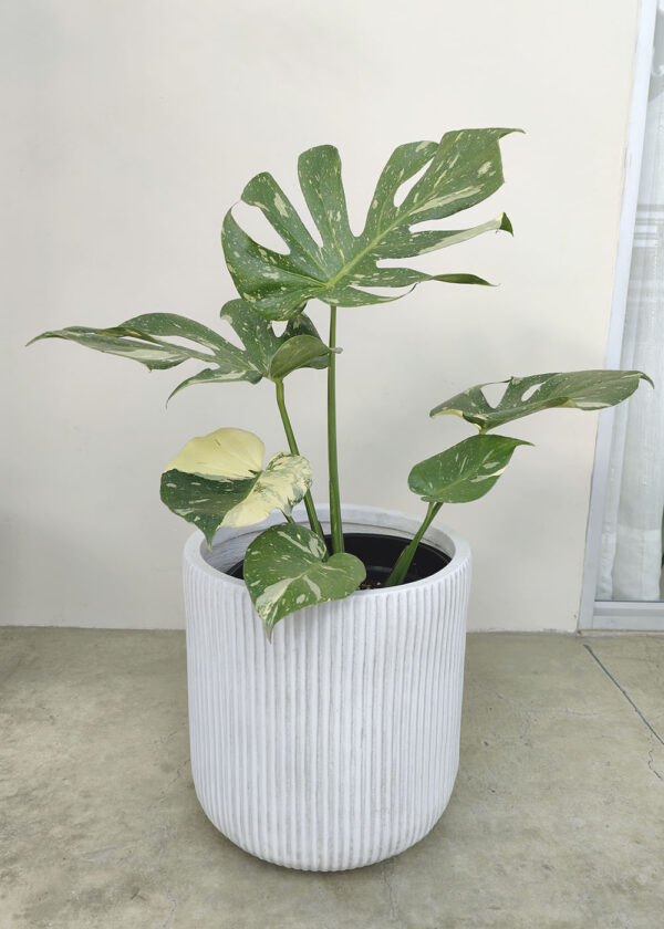 Monstera Thai Constellation M - Image 2