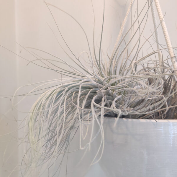 Tillandsia Tectorum