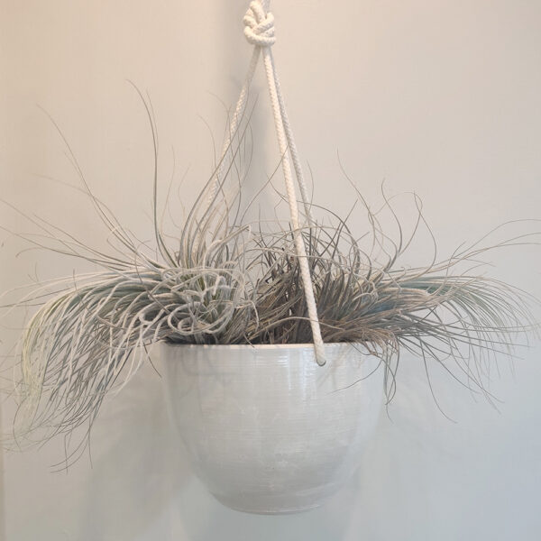 Tillandsia Tectorum - Image 2