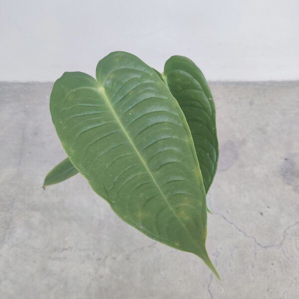 Anthurium Veitchii P - Image 2